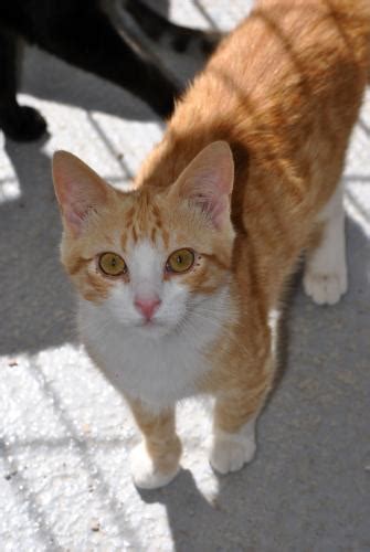 Luisito gato en adopción en Orihuela Alicante Bambú difunde