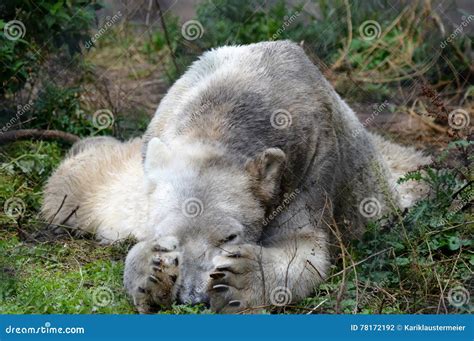 Polar Bear Stock Photo Image Of Nature Black Nose 78172192