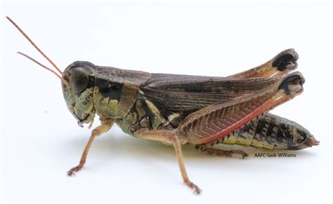 Grasshoppers Prairie Pest Monitoring Network