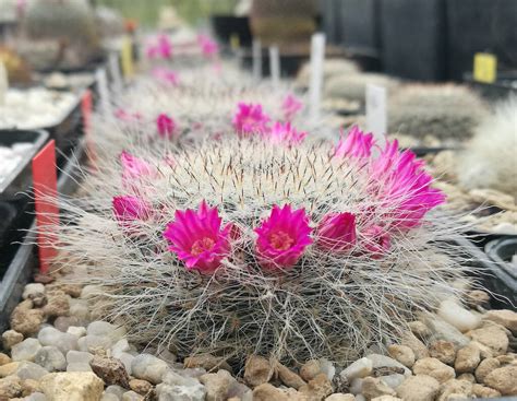 Mammillaria Hahniana Il Fiore Tra Le Spine