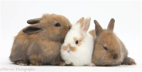 Three baby bunnies photo WP36283