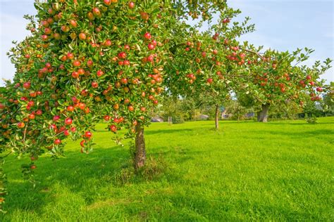 Dit Moet Je Weten Over Fruitbomen In Je Tuin