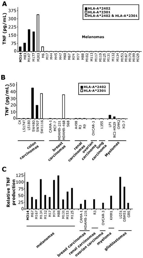 Reactivity Of M314 132 DP T Cell Clone Against Tumor Cell Lines A And