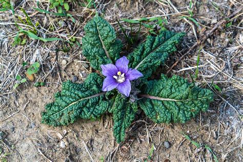 How to Grow Mandrake | Gardener’s Path