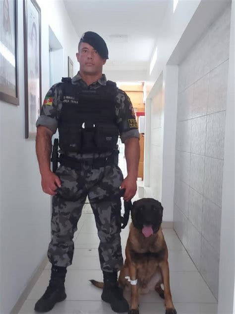 Cão do canil 2RPMON doa sangue Brigada Militar