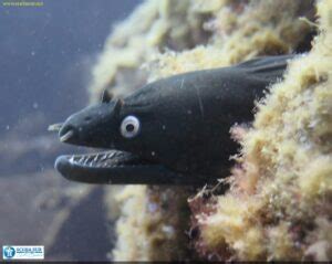 Moray Eels - ScubaSur Scuba Diving Gran Canaria