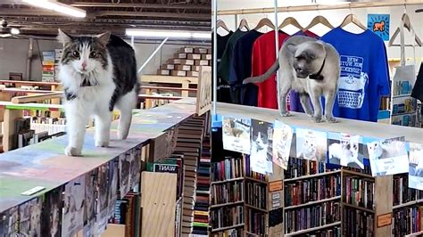 Livros E Gatos Livraria Alerta Que Felinos Caminham Pelas Prateleiras