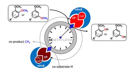 Oxygen Free Regioselective Biocatalytic Demethylation Of Methyl Phenyl