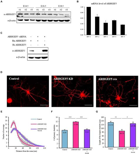 Frontiers Arhgef Binds Drebrin And Affects Tubulin Acetylation To