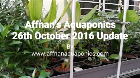 Affnans Aquaponics 26th Oct 2016 Updates Youtube