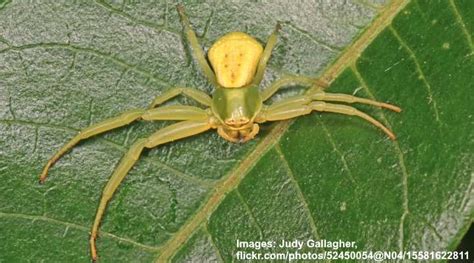 26 Types Of Texas Spiders With Pictures Identification Guide