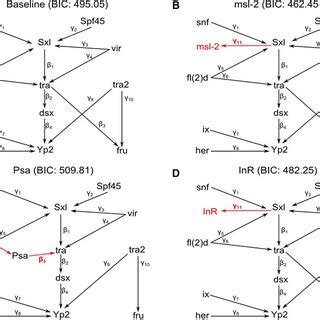 Sex Hierarchy Expansion A All Genes Expressed In The Cegs Data Were