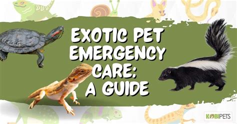 Exotic Pet Emergency Care: A Guide - Kobi Pets