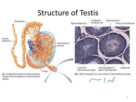 Testis Anatomy Diagram