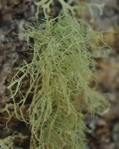 Usnea Sp Biodiversidad Virtual Hongos Y L Quenes