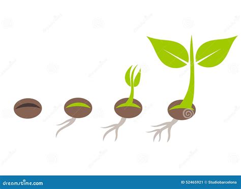 Plant Germination Stock Vector Image 52465921