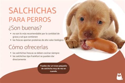 ¿los Perros Pueden Comer Salchichas Descubre Por Qué No Dárselas