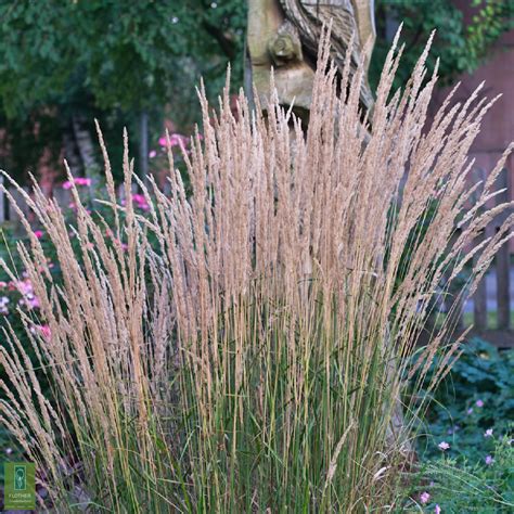 Calamagrostis X Acutiflora Karl Foerster Flother Staudenkulturen