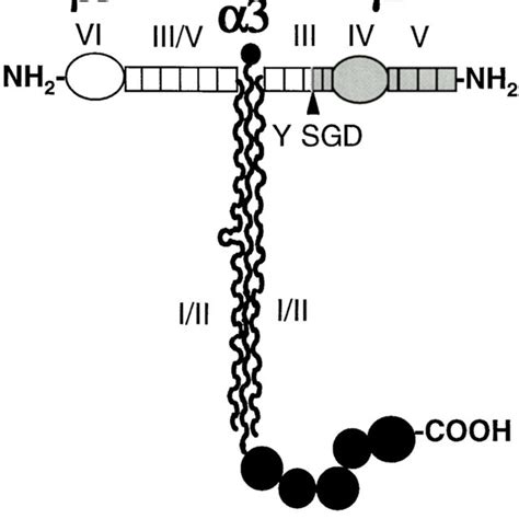 Schematic Representation Of Laminin 5 And The γ2 Chain Mutants Used In