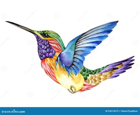 Tatouage De Colibri Peinture D Aquarelle Illustration De Vecteur