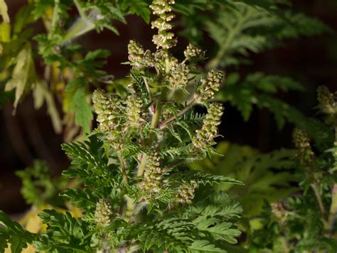 Common Ragweed