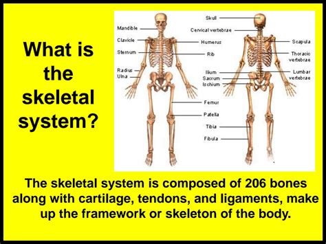 SOLUTION: Skeletal system anatomy and physiology - Studypool