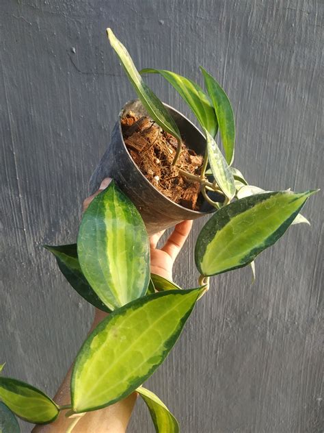 Hoya Macrophylla Pot Of Gold Giant Tropical Nursery