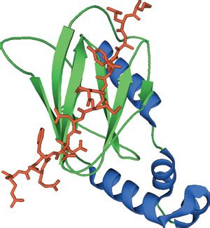 VHL Protein Domain | Cell Signaling Technology