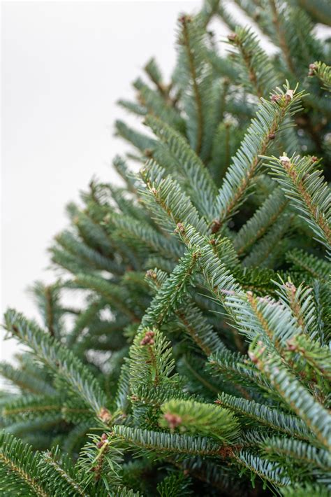 6ft Fraser Fir Christmas Trees Real Fresh Christmas Trees