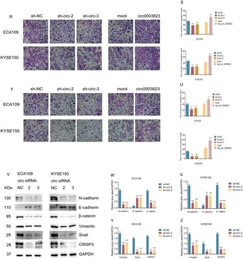 Hsa Circ 0003823 Promoted Proliferation Migration And Invasion Of Escc