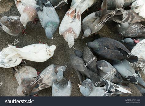 Dove Eating Food Stock Photo 678724222 | Shutterstock