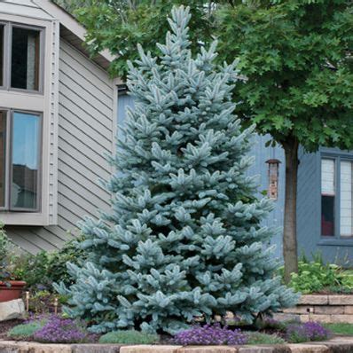 Baker Blue Spruce Bacheri Is A Semi Dwarf Broad Conical Form That