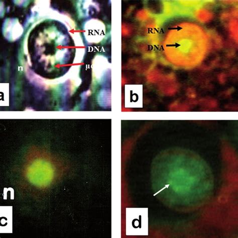 Interphase And Prophase Nuclei Of Entamoeba Histolytica Trophozoites Download Scientific