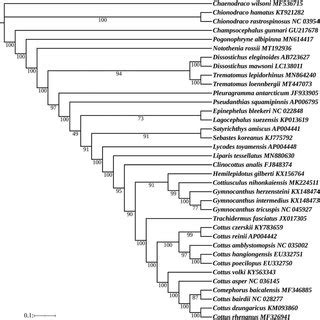 Phylogenetic Analysis Based On The Nucleotide Sequences Of The 13 PCGs