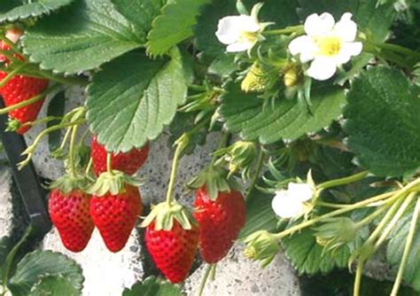 Klasifikasi Lengkap Tanaman Strawberry Fragaria Ananassa