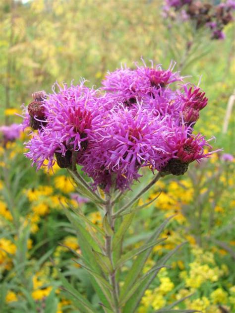 Vernonia Missurica Missouri Ironweed Prairie Moon Nursery