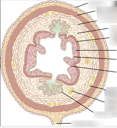 Gastrointestinal Wall Anatomy Diagram | Quizlet