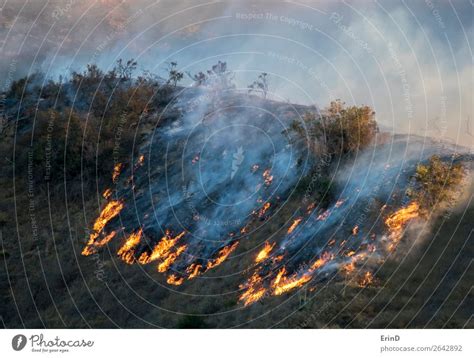 Nach dem Waldbrand mit schwarzen Bäumen und Asche ein lizenzfreies