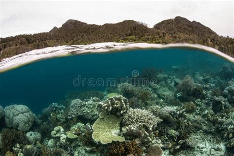 coral reef  raja ampat stock image image  animal