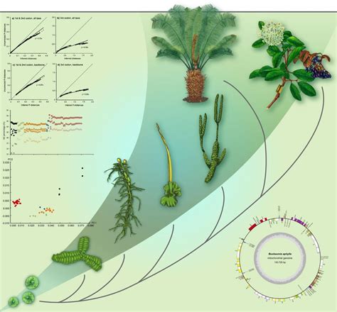 EEB3220: Evolution of green plants | Bernard Goffinet - Bryology (and Lichenology)