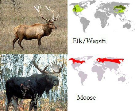 Moose Vs Elk: Key Differences Explained A-Z Animals, 54% OFF