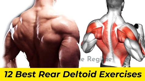 Best Rear Delt Exercises For Mass And Strength Youtube