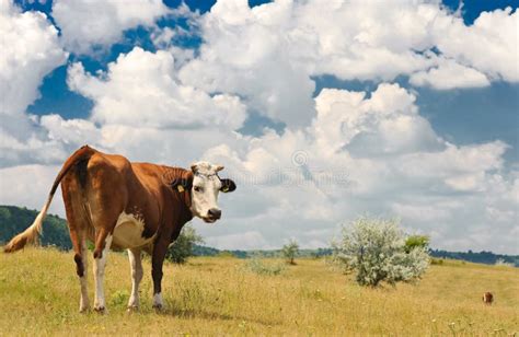 Cow In A Field Stock Photo Image Of Country Fresh Farm 19702974