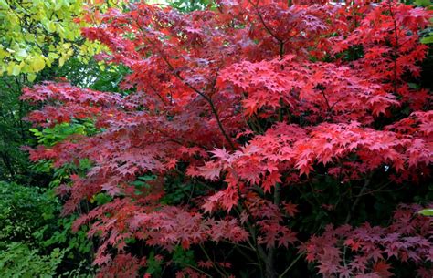 Bloodgood Japanese Maple Plant Care Guide How To Grow Bloodgood