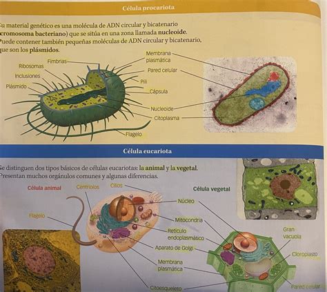 Estructura Y Funciones De La Célula Procariota Wiki Biología