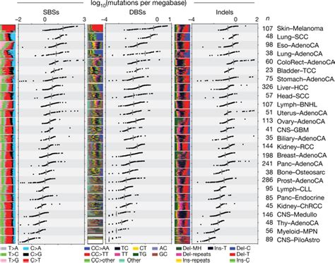 The Repertoire Of Mutational Signatures In Human Cancernature X Mol