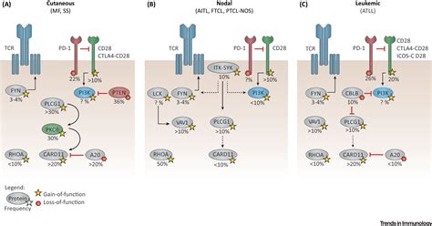 Pd 1 Tumor Suppressor Signaling In T Cell Lymphomas Trends In Immunology