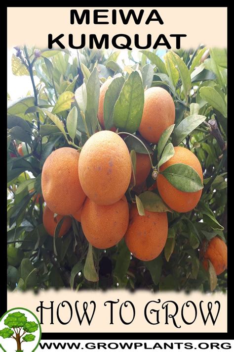 Meiwa kumquat - How to grow & care