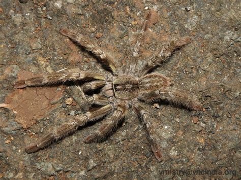 Indian Ornamental Tarantula From PCXG QPH VANSDA NATIONAL PARK Navtad