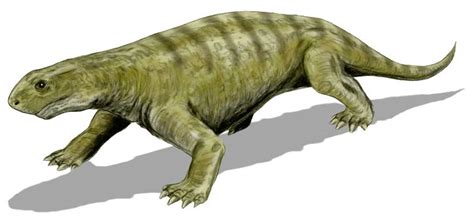 Ennatosaurus Wikipedia